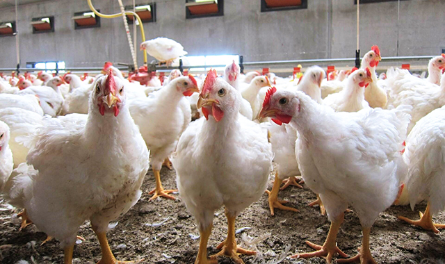 Aviculture : Le Gabon acte la fin de l’importation de poulet de chair d’ici 2027