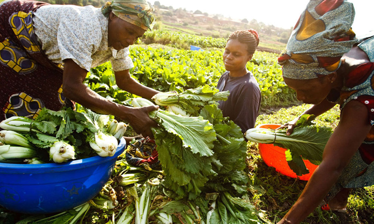 Sécurité alimentaire en Afrique : entre progrès ciblés et vulnérabilités structurelles