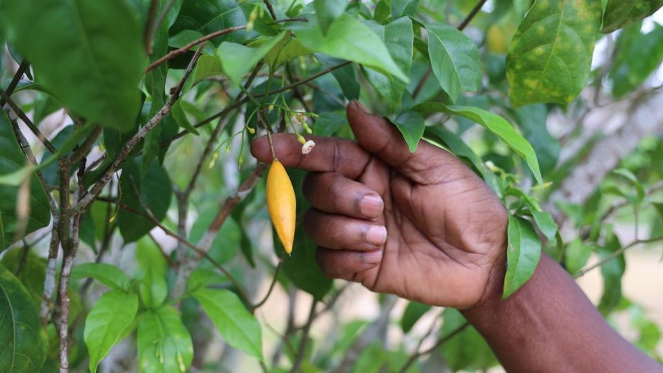 Gabon : l’Iboga, une richesse sacrée aux potentiels économiques sous-exploités