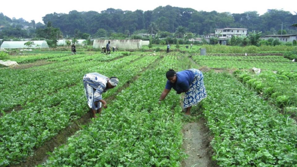 Gabon : lancement d’une opération nationale de recensement des éleveurs et producteurs