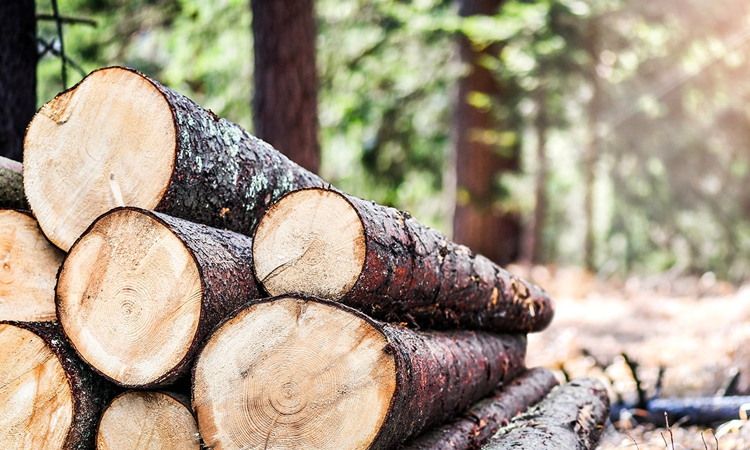 Gabon : un écosystème forestier au potentiel économique de 43 000 milliards de Fcfa