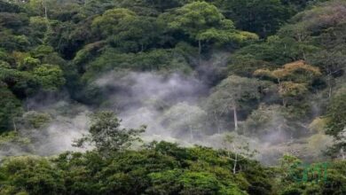 Gabon : un taux de déforestation record de 0,03 % en 2025, salué par la Banque mondiale