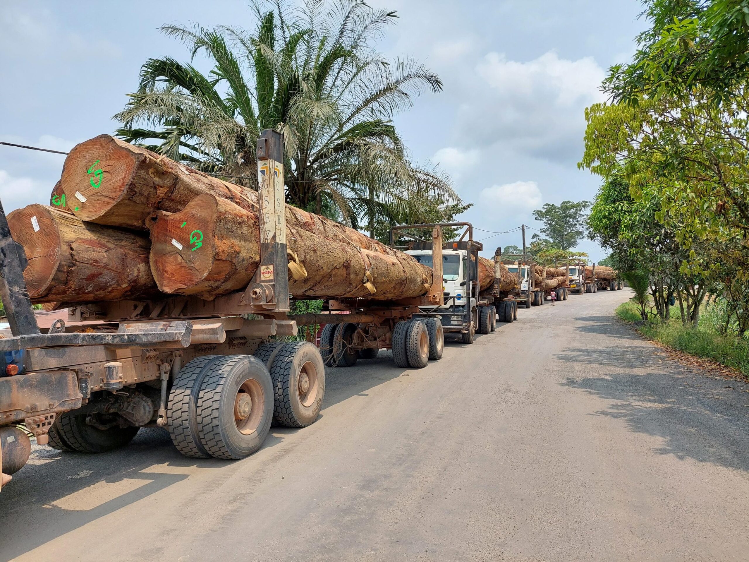 Climat : le Gabon capte plus de CO₂ qu’il n’en émet, mais ne récolte presque rien de ses forêts