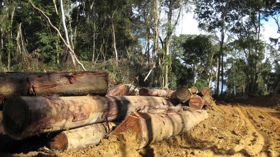 Cameroun : quand l’or et le bois financent silencieusement le pouvoir politique